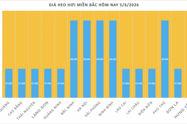 Giá heo hơi hôm nay 5/6/2026: Giảm đồng loạt tại miền Trung, miền Nam