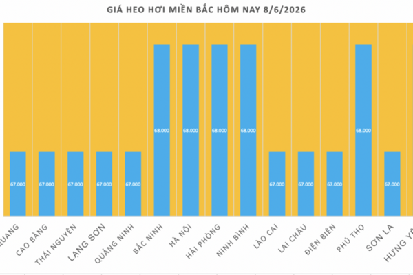 Giá heo hơi hôm nay 8/6/2026: Duy trì ổn định