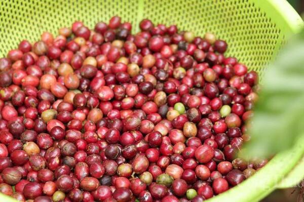 Giá cá phê hôm nay 8/6/2026: Giảm nhẹ 100 đồng/kg