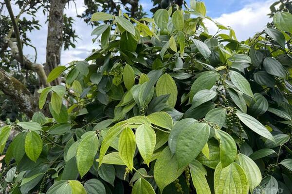 Giá tiêu hôm nay 8/6/2026: Cao nhất 140.000 đồng/kg