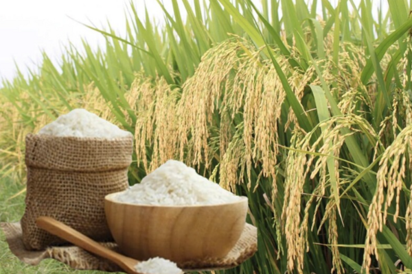 Giá lúa gạo hôm nay ngày 19/6/2026: Lúa tươi đồng loạt giảm