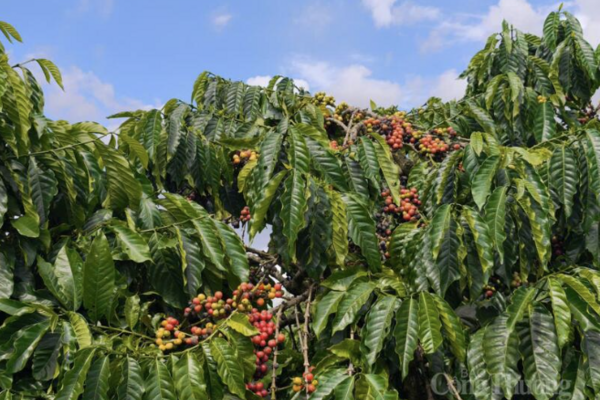 Giá cà phê hôm nay 19/6/2026: Tăng nhẹ, tiến sát mốc 90.000 đồng/kg