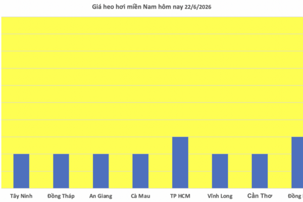 Giá heo hơi hôm nay 22/6/2026: Lặng sóng chờ tín hiệu mới