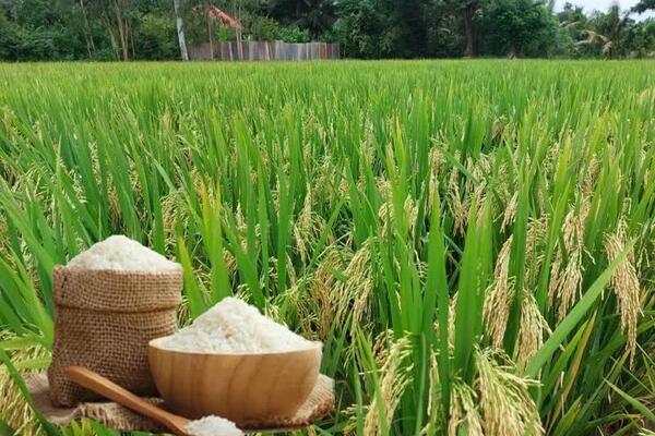 Giá lúa gạo hôm nay ngày 24/6: Gạo thơm Jasmine giảm 1.000 đồng/kg