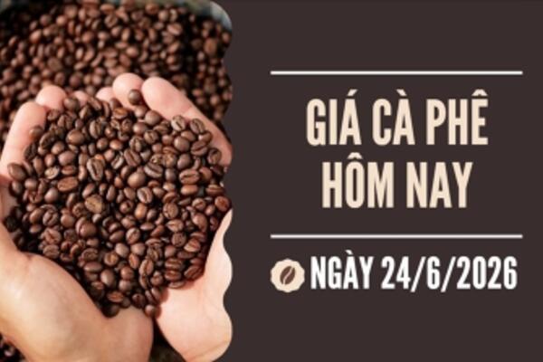 Giá cà phê hôm nay 24/6/2026: Tăng nhẹ 100 - 200 đồng/kg