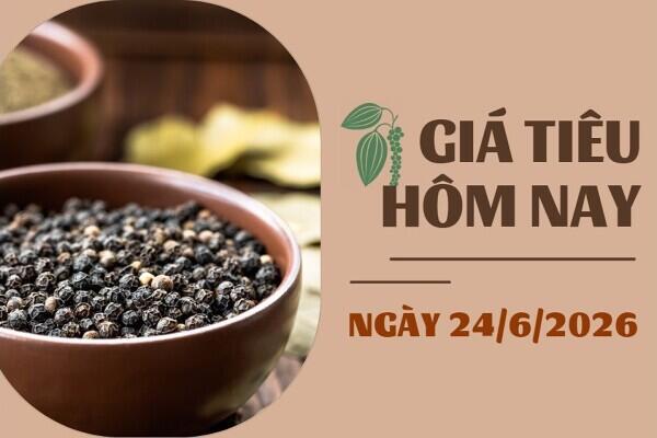Giá tiêu hôm nay 24/6/2026: Tăng phiên thứ hai liên tiếp