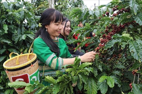 Hướng đi mới trong xây dựng dữ liệu vùng trồng đáp ứng quy định EUDR