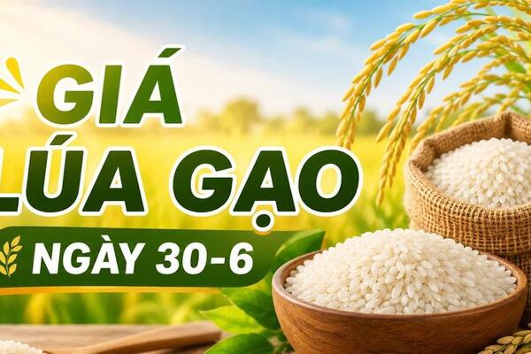 Giá lúa gạo hôm nay ngày 30/6/2026: Lúa tươi giảm nhẹ