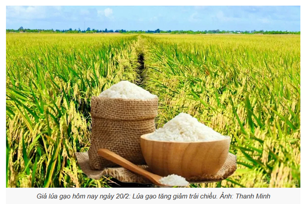 Giá lúa gạo hôm nay ngày 1/7: Gạo thơm Jasmine tăng 1.000 đồng/kg