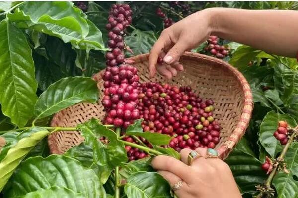 Giá cà phê Arabica tăng gần 7%