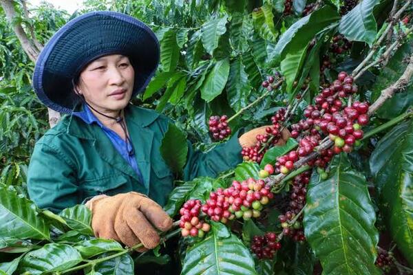 Giá cà phê hôm nay 3/7: Việt Nam xuất khẩu khoảng 1,1 triệu tấn cà phê nửa đầu năm 2026