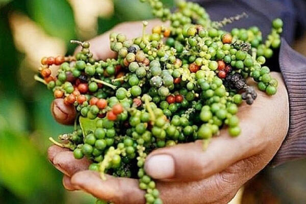 Giá tiêu hôm nay 4/7: Việt Nam là thị trường nhập khẩu hồ tiêu lớn nhất của Brazil 6 tháng đầu năm