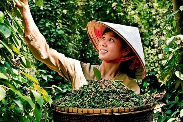 Giá tiêu hôm nay 6/7: Giá trong nước xuống mức thấp nhất một năm qua, kỳ vọng phục hồi vào cuối năm