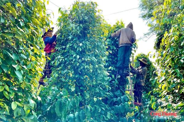 Giá tiêu hôm nay 8/7/2026: Đồng loạt tăng 1.000 đồng/kg
