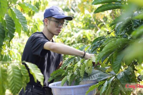 Giá cà phê hôm nay 8/7/2026: Tiến sát mốc 97.000 đồng/kg