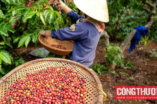 Giá cà phê hôm nay 9/7: Giá Arabica và Robusta đồng loạt lao dốc sau cú tăng kỷ lục đầu tuần