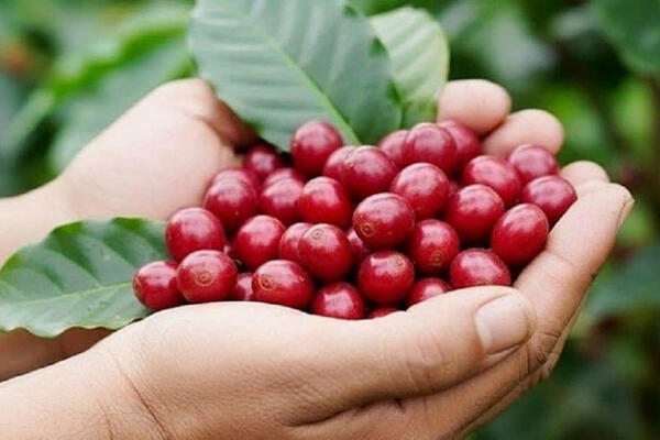 Giá cà phê hôm nay 10/7: Giá Robusta bật tăng hơn 300 USD/tấn, trong nước tăng 6.000 đồng/kg
