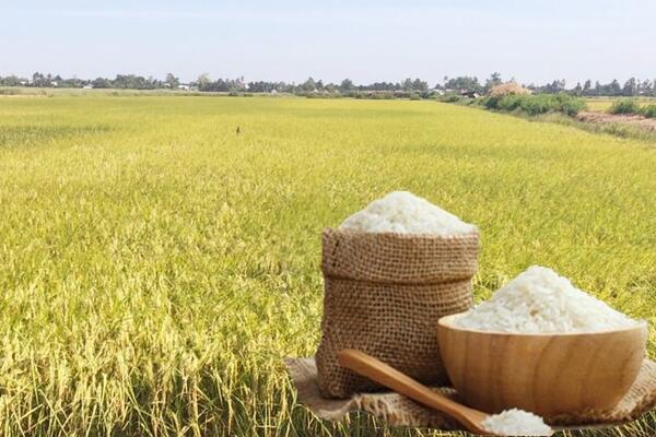Giá lúa gạo hôm nay ngày 11/7/2026: Gạo xuất khẩu thơm dẻo neo cao