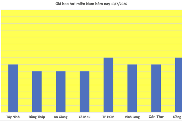 Giá heo hơi hôm nay 13/7/2026: Miền Bắc và miền Trung tăng nhẹ