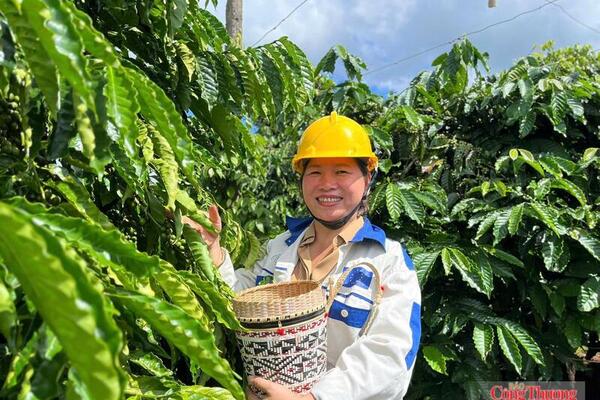 Giá cà phê hôm nay 13/7/2026:  Dao động từ 94.700 - 95.200 đồng/kg