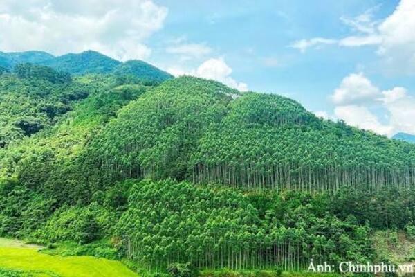 Thành lập Hội đồng thẩm định điều chỉnh Quy hoạch lâm nghiệp tầm nhìn đến năm 2050