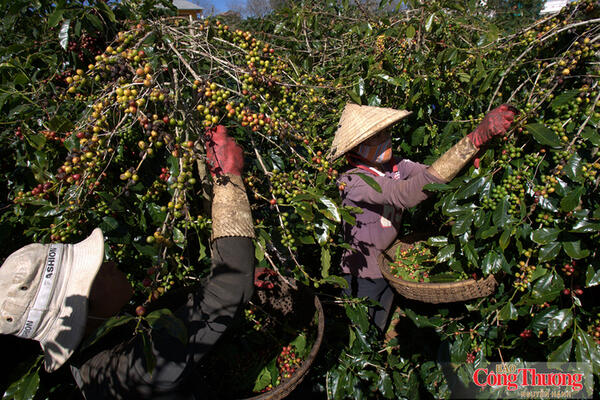 Xuất khẩu nông, lâm, thủy sản 8 tháng năm 2026 đạt gần 49,3 tỷ USD