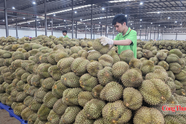 Đắk Lắk đặt mục tiêu xuất khẩu đạt hơn 1 tỷ USD trong 4 tháng cuối năm