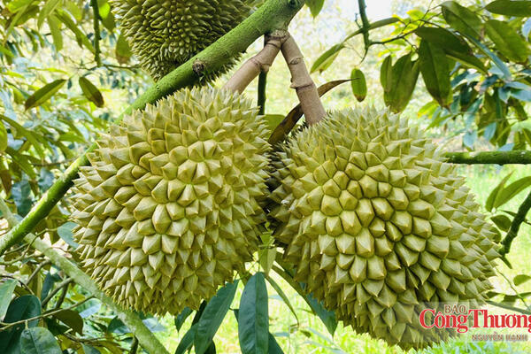 Xuất khẩu vào EU: Đừng để 'nước đến chân mới nhảy'