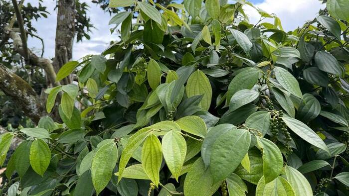 Giá tiêu hôm nay 20/3/2026: Giảm 500 đồng/kg tại TP. Hồ Chí Minh