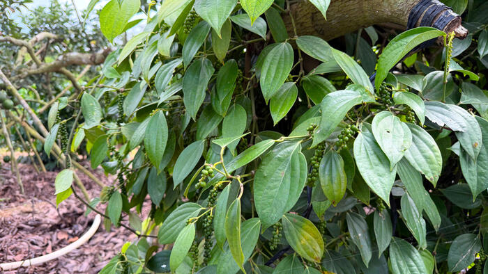 Giá tiêu hôm nay 27/3/2026: Duy trì ngưỡng 137.000 - 139.000 đồng/kg