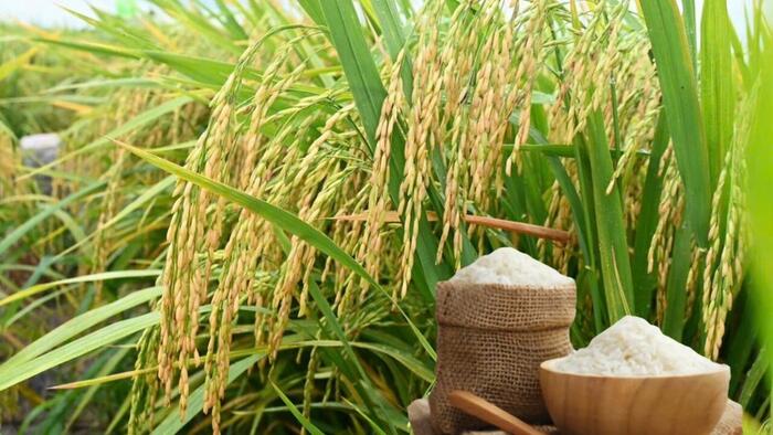 Giá lúa gạo hôm nay ngày 3/4: Gạo nguyên liệu xuất khẩu tăng nhẹ