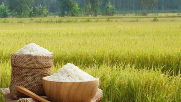 Giá lúa gạo hôm nay ngày 10/4: Gạo xuất khẩu tăng mạnh