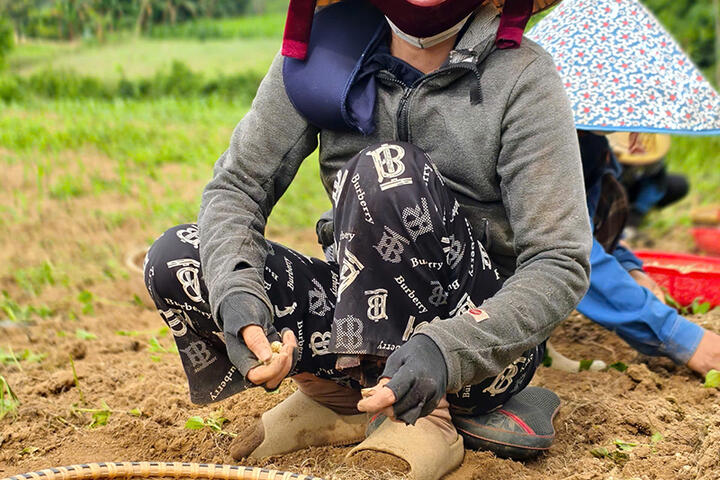 Cây nén được mùa, mất giá