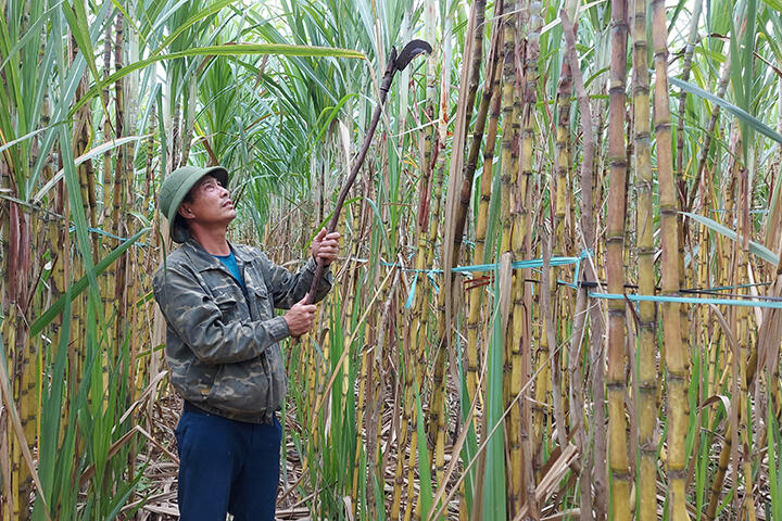 Thu nhập cao từ trồng mía