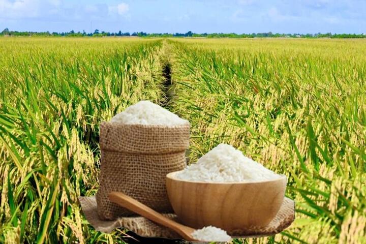 Giá lúa gạo hôm nay ngày 24/2/2026: Gạo xuất khẩu tăng giảm trái chiều