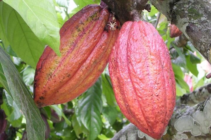 Giá ca cao chạm mức thấp nhất trong gần 3 năm qua