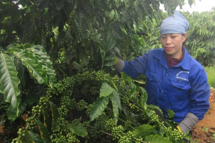 Mã số vùng trồng - bệ đỡ thúc đẩy xuất khẩu nông sản