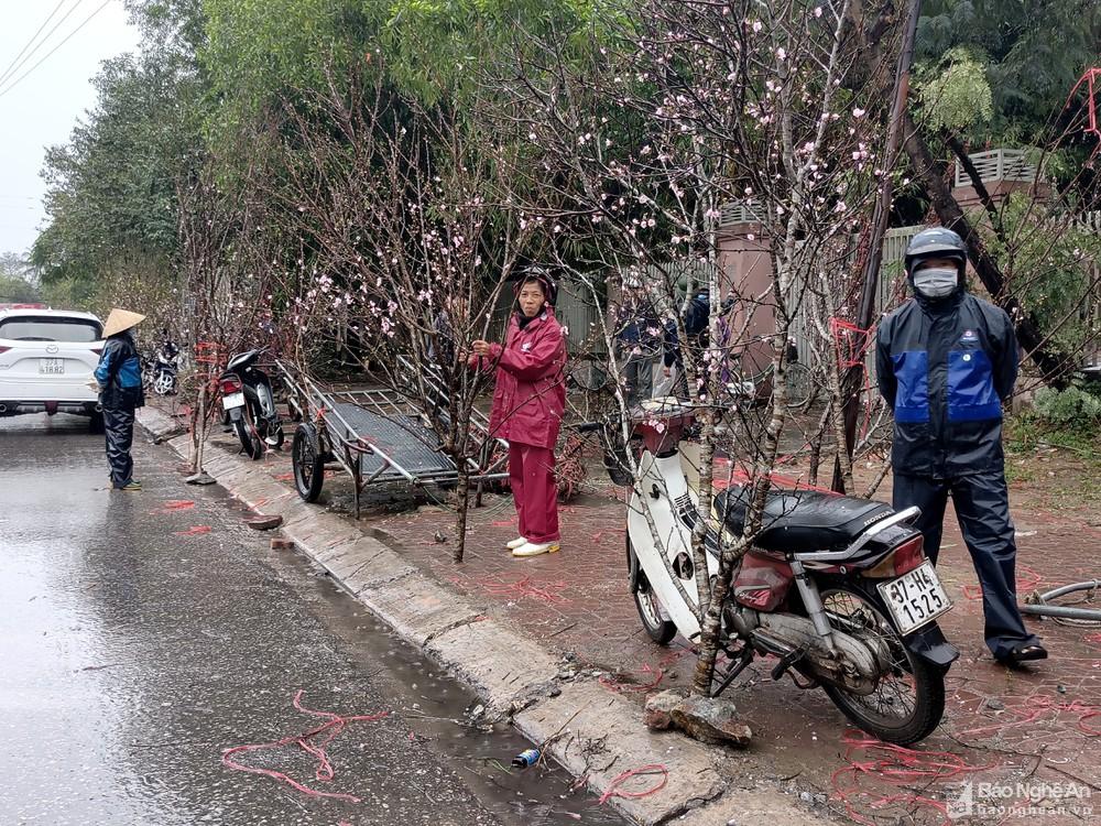 Nghệ An: Người buôn đào quất 'khóc ròng' vì cơn mưa cuối năm