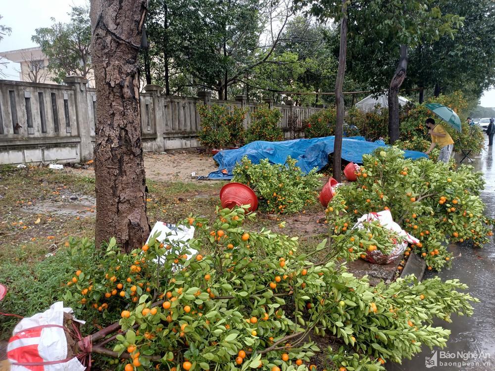 Nghệ An: Người buôn đào quất 'khóc ròng' vì cơn mưa cuối năm