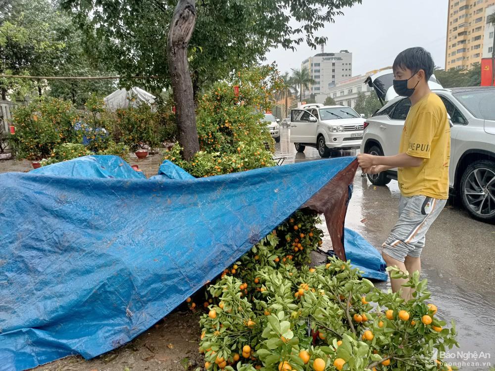 Nghệ An: Người buôn đào quất 'khóc ròng' vì cơn mưa cuối năm