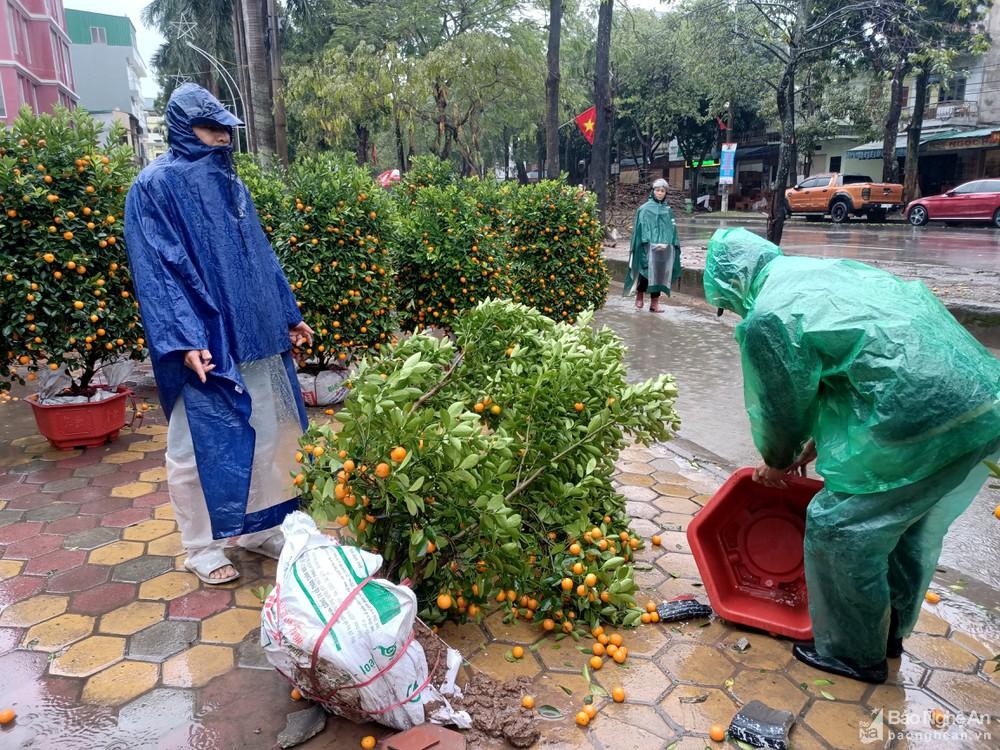 Nghệ An: Người buôn đào quất 'khóc ròng' vì cơn mưa cuối năm