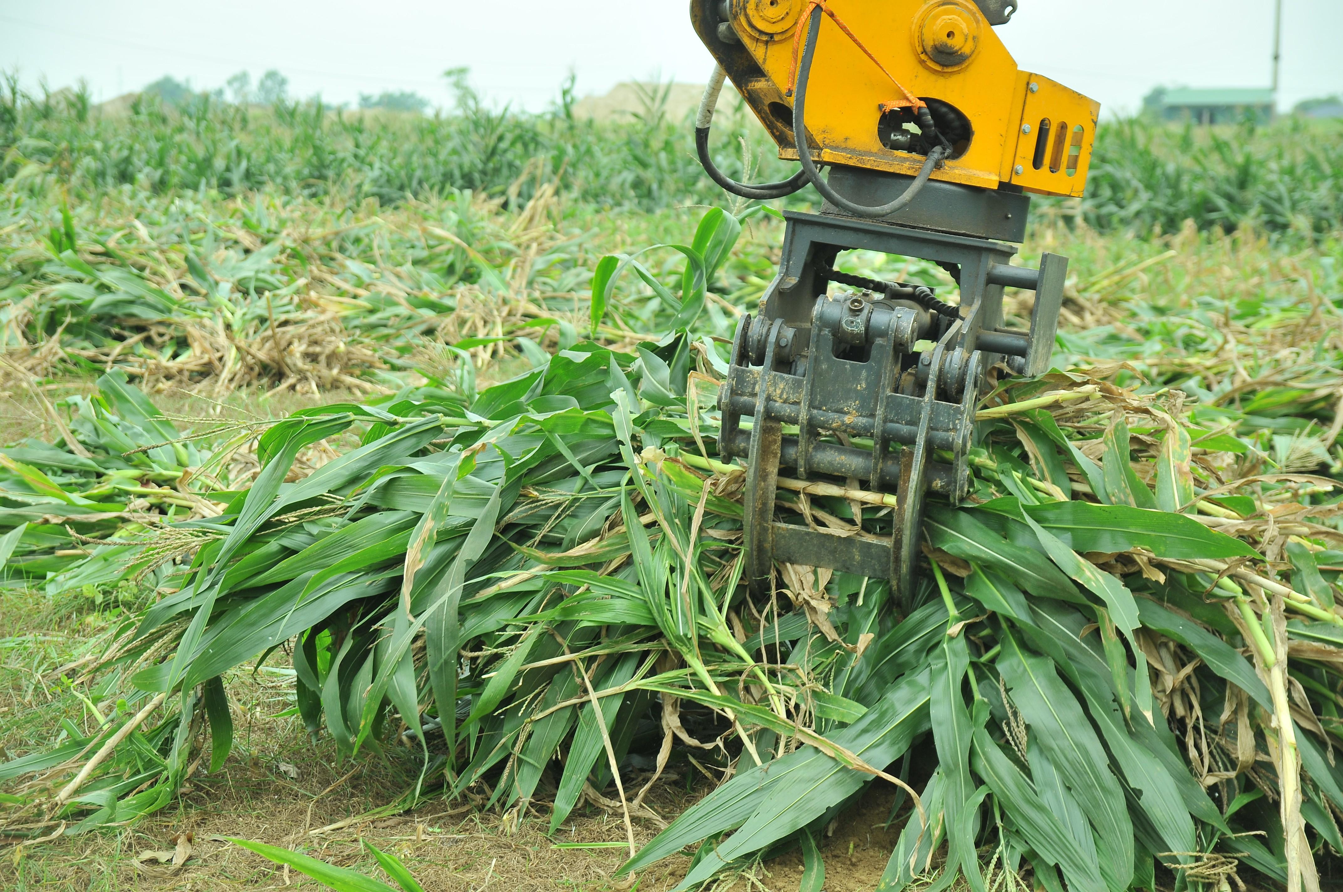 Bán được giá, nông dân Nghệ An đồng loạt thu hoạch ngô sinh khối