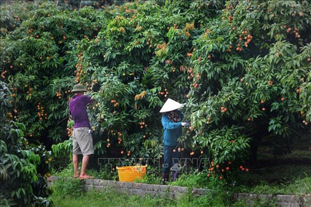 De nhung trai ngot di toi muon noi hinh anh 1