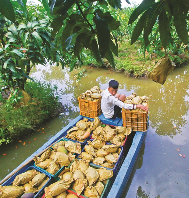 Hau Giang phat trien kinh te xanh hinh anh 2