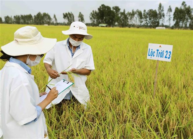 Xay dung, phat trien ben vung cac thuong hieu dac san Dong bang song Cuu Long hinh anh 3