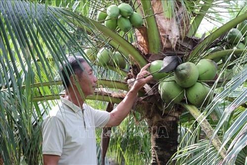 Xay dung, phat trien ben vung cac thuong hieu dac san Dong bang song Cuu Long hinh anh 1