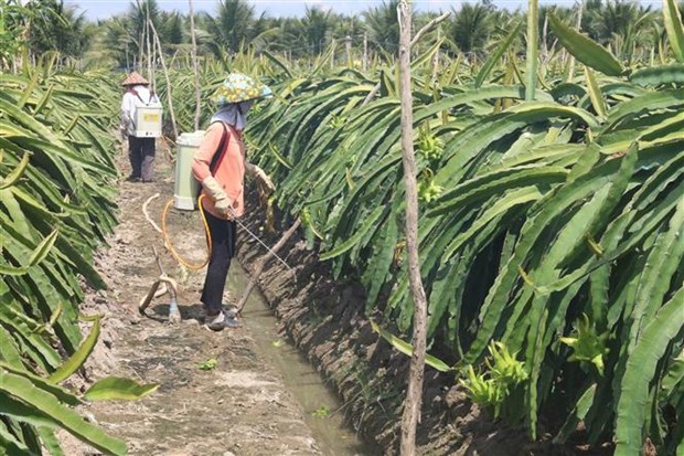 Tien Giang phat trien, mo rong vuon cay an qua dac san ven bien hinh anh 1