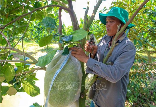 Qua ngot tu chuyen dat lua kem hieu qua sang trong cay an trai o Can Tho hinh anh 2