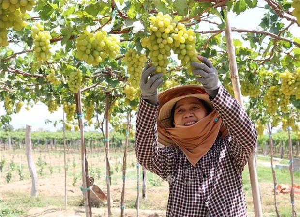 “Tuan le Nong san Viet” se dien ra hang tuan tren san thuong mai dien tu hinh anh 1