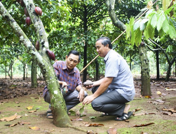 Ba Ria-Vung Tau xay dung thuong hieu san pham ca cao hinh anh 1